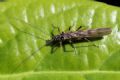 Brachyptera sp.